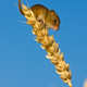 Illustration for article titled The harvest mouse is natures most adorable acrobat